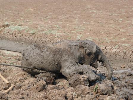Baby ele being pulled out