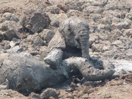 Mother and baby elephants stuck in mud