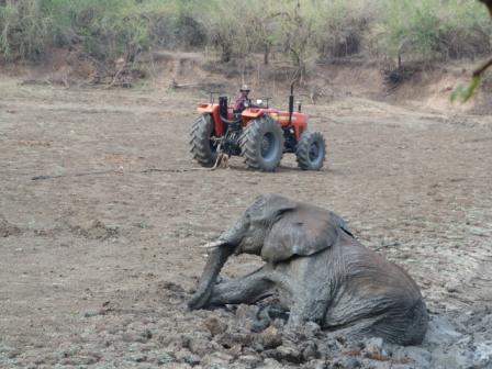Mum elephant and tractor