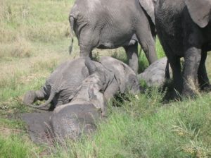 Muddy elephants
