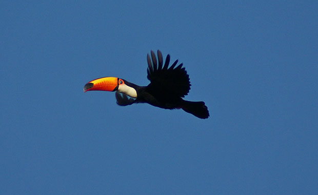 tucan