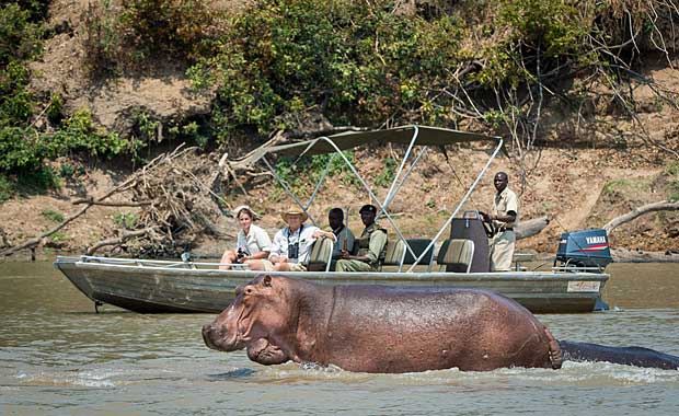 hippos at Nsefu Camp