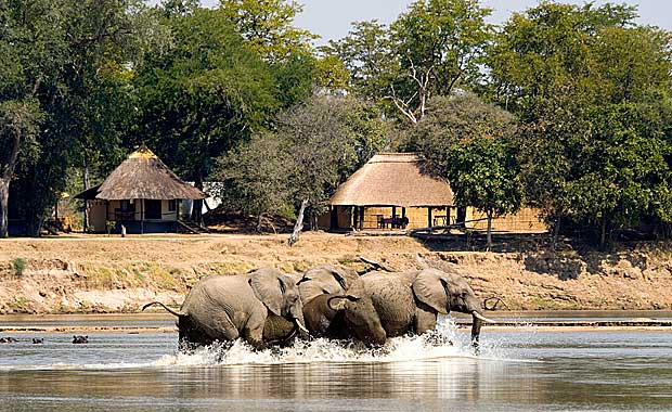 Elephants at Nsefu