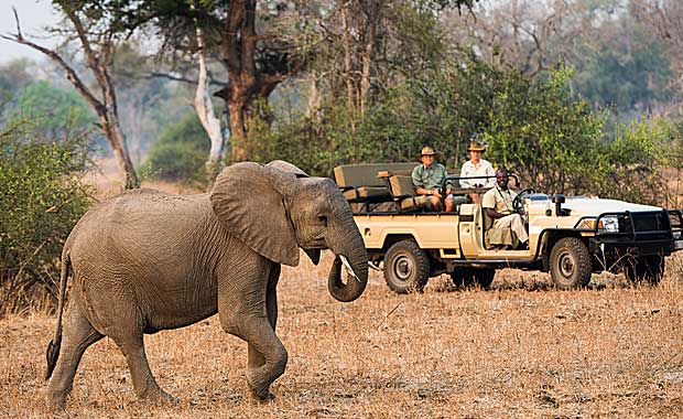 Elephants at Nsefu