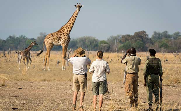 Giraffa at Nsefu