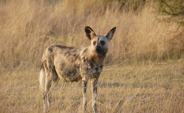 pregnant wild dog