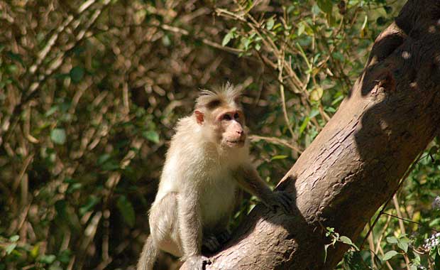 Coffee Plantation trek monkey