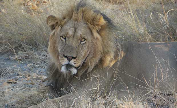 Kalahari lion resting