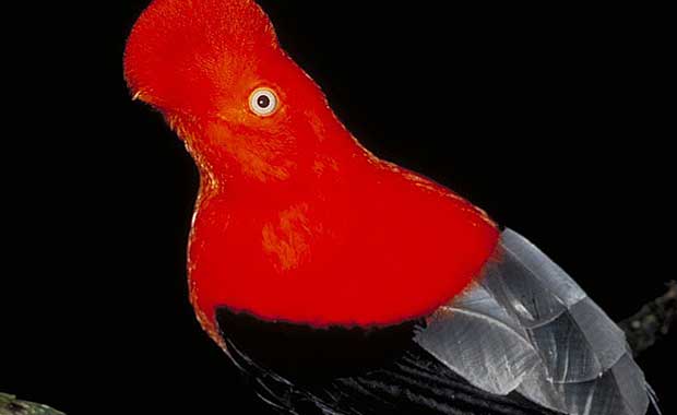 Cock-of-the-rock