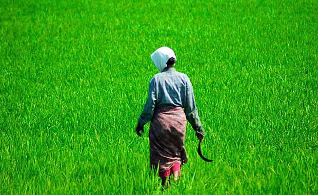 Backwaters Canals rice field