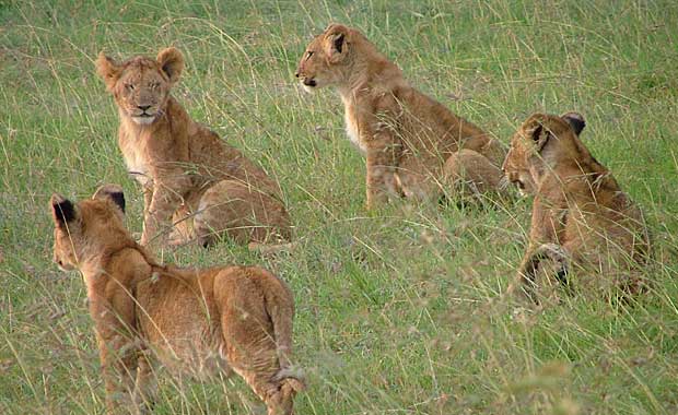 lion-cubs