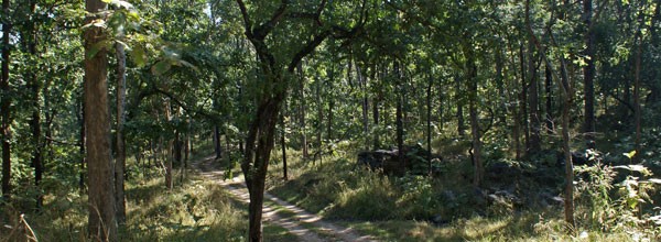Jungle