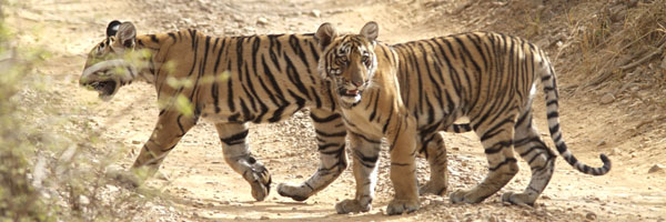 Tigers
