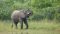 bush-walk-elephant