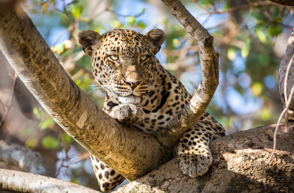 leopard in tree