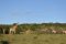 Giraffes