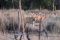 FeaturedgUY-iNDIAtiger,-fence-and-spotted-deer-Tadoba