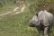 Kaziranga-Rhino