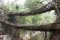 double-decker-root-bridge-1
