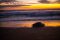 Olive turtle at sunset,