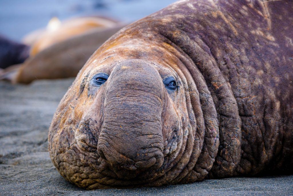 Elephant seal in Antarctica