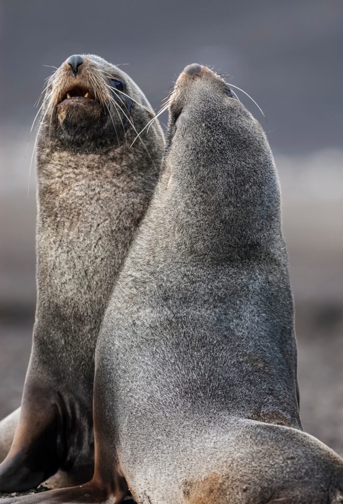 Antarctic fur seal on Deception Island