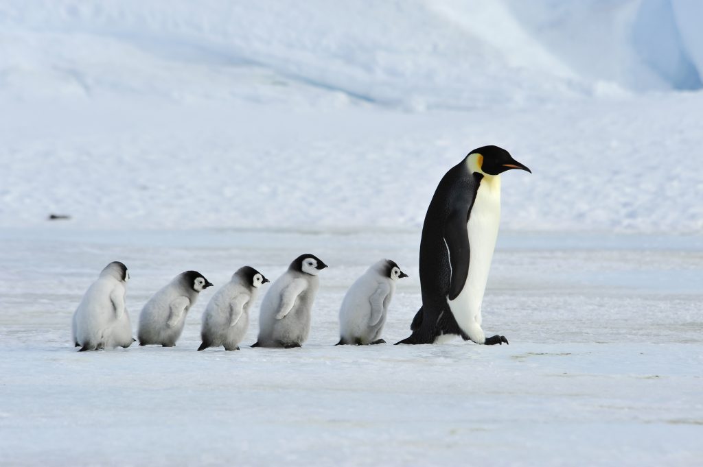 Emperor penguins with chicks, Antarctic