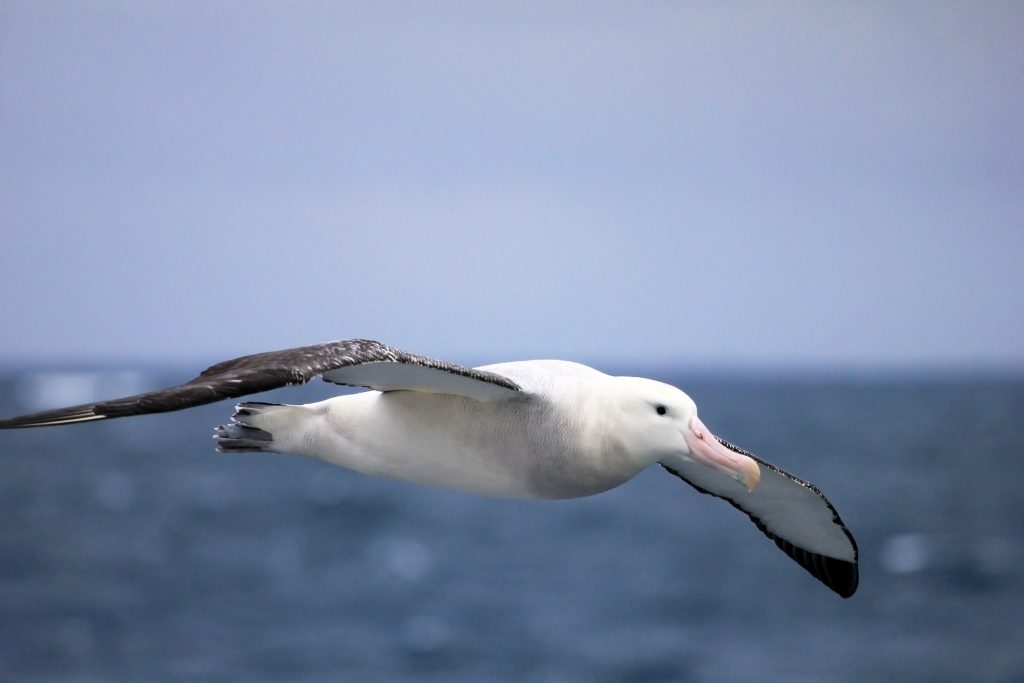 Flying Albatross, Antarctic
