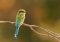 Swallow-tailed Bee-eater, Botswana