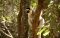 Verreaux's sifaka, Madagascar