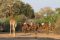 Horse riding in Mashatu Game Reserve, Tuli, Botswana