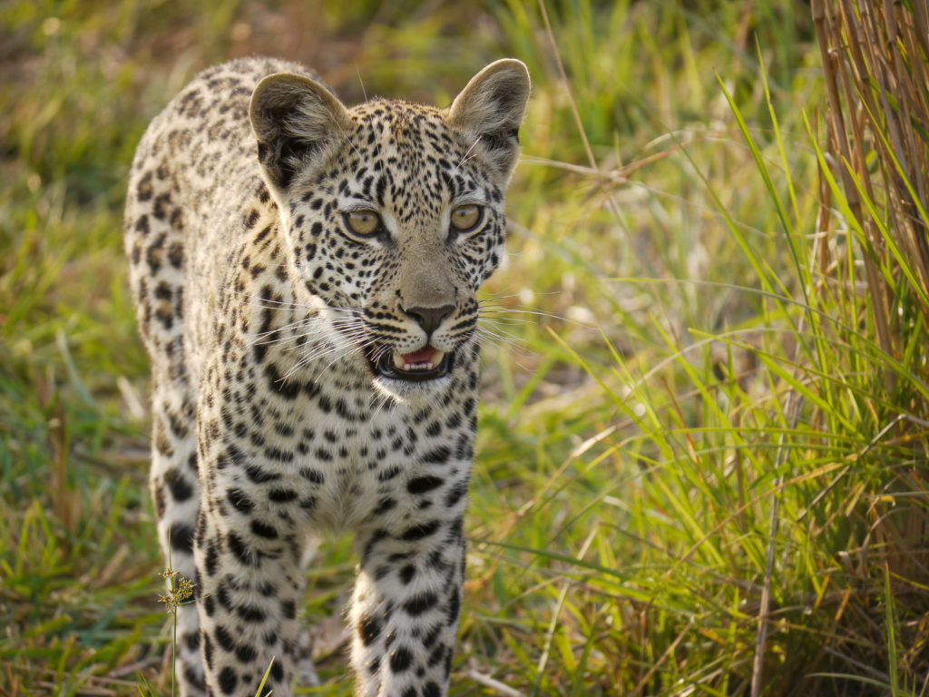 Young leopard, Botswana, Africa