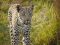 A young leopard, Africa