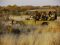Game viewing in the Kalahari, Botswana