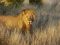 Kalahari lion, Botswana
