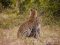 Leopard mum and cub in Savuti, Botswana
