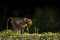 Baboon in Mashatu Game Reserve, Tuli, Botswana