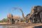 Elephants in Mashatu Game Reserve, Tuli, Botswana