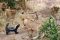 Honey badger and lions in Mashatu Game Reserve, Tuli, Botswana