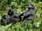 Gorilla family, Uganda