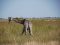 Giraffe in Linyanti, Botswana
