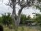 Wildlife viewing in Linyanti, Botswana