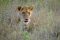 Serengeti lioness with tongue out