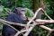 Gombe chimp, Tanzania