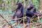 Gombe chimps, Tanzania