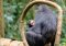 Gombe chimps, Tanzania
