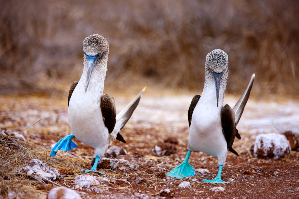 Blue-footed boobies dancing, Galapagos Islands, Ecuador