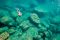 Snorkelling in Lake Malawi