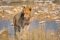 Lion in Etosha, Namibia