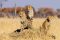 Cheetahs on the lookout, Africa